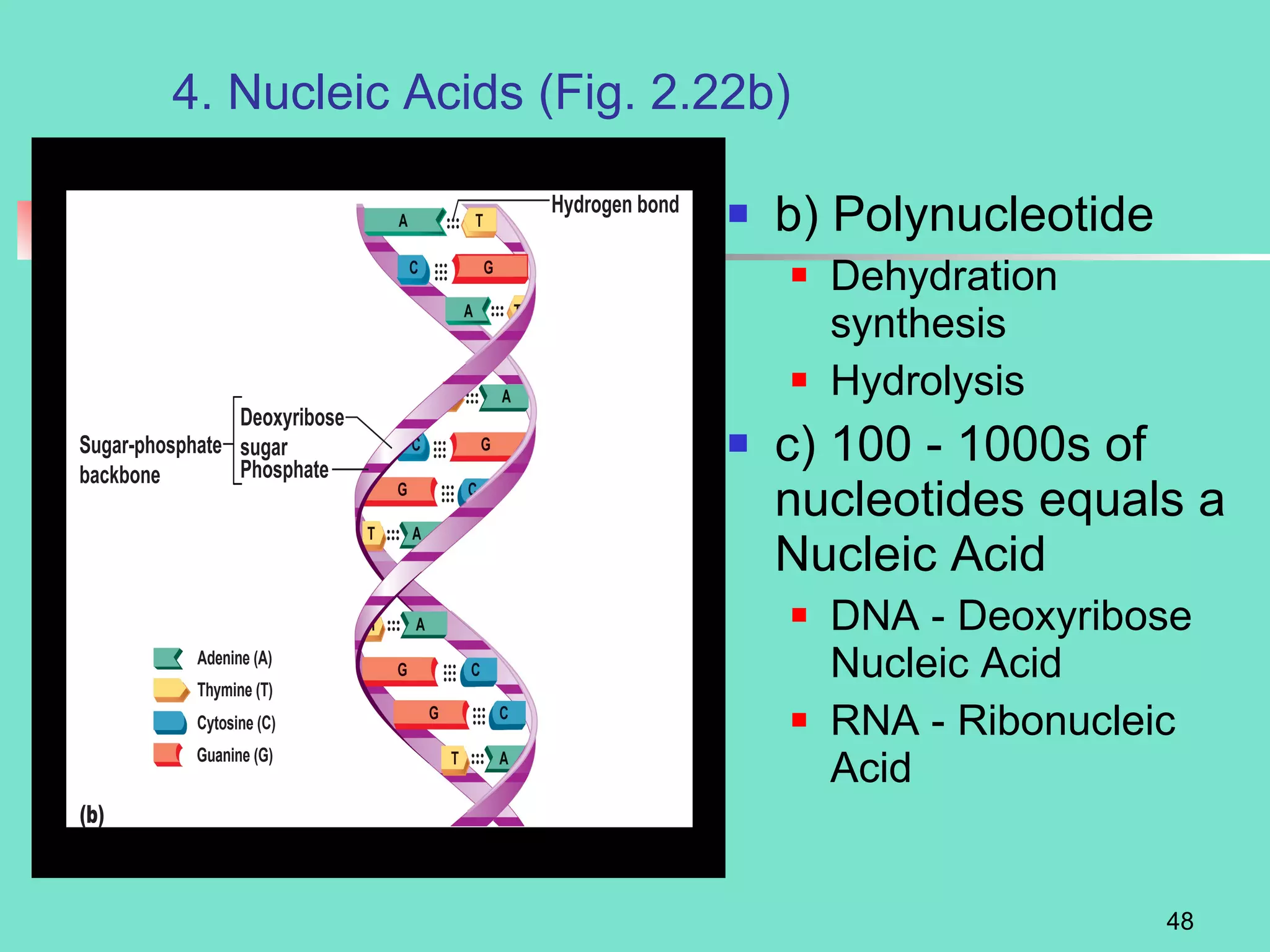 4. Nucleic Acids (Fig. 2.22b) b) Polynucleotide Dehydration synthesis Hydrolysis c) 100 - 1000s of nucleotides equals a Nucleic Acid DNA - Deoxyribose Nucleic Acid RNA - Ribonucleic Acid 