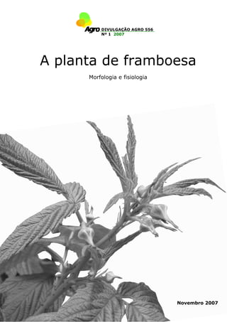 A planta de framboesa
Morfologia e fisiologia
DIVULGAÇÃO AGRO 556
Nº 1 2007
Novembro 2007
 