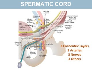 SPERMATIC CORD
3 Concentric Layers
3 Arteries
3 Nerves
3 Others
 