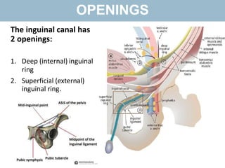OPENINGS
The inguinal canal has
2 openings:
1. Deep (internal) inguinal
ring
2. Superficial (external)
inguinal ring.
 