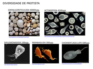 DIVERSIDADE DE PROTISTA

        GRANULORETICULOSA 40000spp.                                                ACTINOPODA 4240spp.




                                                                                   http://biology.unm.edu/ccouncil/Biology_203/Summaries/Protists.htm
          http://pediaview.com/openpedia/Foraminifera




DIPLOMONADIDA 100spp.                                   PARABASILIDA 300spp.                                             CHOANOFLAGELLATA 600spp.




                                                        http://www.allposters.co.uk/                                     http://www.datuopinion.com/coanoflagelados
http://bioinformatica.upf.edu/
 