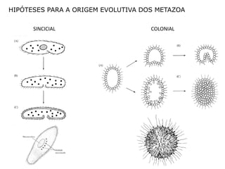 HIPÓTESES PARA A ORIGEM EVOLUTIVA DOS METAZOA

      SINCICIAL                     COLONIAL
 