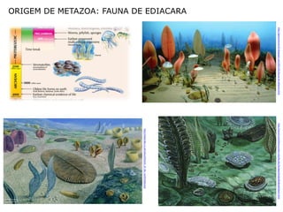 http://geomeninas12h.blogspot.com/2011/01/fauna-de-ediacara.html   http://www2.estrellamountain.edu/faculty/farabee/biobk/BioBookPaleo2.html
ORIGEM DE METAZOA: FAUNA DE EDIACARA




                                                                                                               http://www.bbc.co.uk/nature/history_of_the_earth/Ediacaran
 
