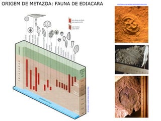 ORIGEM DE METAZOA: FAUNA DE EDIACARA                                           http://www.ucmp.berkeley.edu/vendian/critters.html




                              http://universe-review.ca/I10-77-Ediacara2.jpg
 