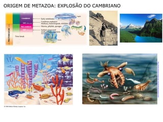 http://home.honolulu.hawaii.edu/~pine/book1qts/opabinia.html
ORIGEM DE METAZOA: EXPLOSÃO DO CAMBRIANO
 