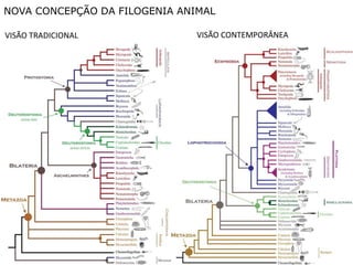NOVA CONCEPÇÃO DA FILOGENIA ANIMAL

VISÃO TRADICIONAL              VISÃO CONTEMPORÂNEA
 