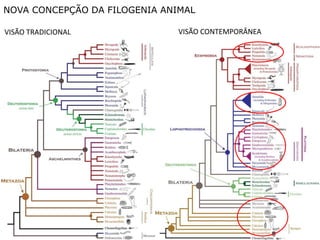 NOVA CONCEPÇÃO DA FILOGENIA ANIMAL

VISÃO TRADICIONAL              VISÃO CONTEMPORÂNEA
 
