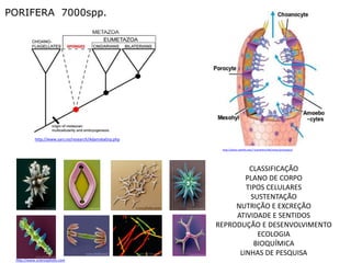 PORIFERA 7000spp.




           http://www.sars.no/research/AdamskaGrp.php

                                                         http://www.cabrillo.edu/~jcarothers/lab/notes/protopara/




                                                                 CLASSIFICAÇÃO
                                                                PLANO DE CORPO
                                                                TIPOS CELULARES
                                                                  SUSTENTAÇÃO
                                                             NUTRIÇÃO E EXCREÇÃO
                                                             ATIVIDADE E SENTIDOS
                                                        REPRODUÇÃO E DESENVOLVIMENTO
                                                                    ECOLOGIA
                                                                   BIOQUÍMICA
                                                              LINHAS DE PESQUISA
 http://www.sciencephoto.com
 