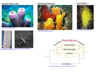 HEXACTINELLIDA                                                     DEMOSPONGIAE                                                                                     CALCAREA




   http://mozdok.blogspot.com/
                                                                                                                                                                      http://labs1.eol.org/pages/6760
                                                                     http://www.lookfordiagnosis.com




                                  http://www.occc.edu/biologylabs/
http://biodidac.bio.uottawa.ca/




                                                                                           http://www.palaeontologie.geo.uni-muenchen.de/molpal/deep_phylogeny.html
 