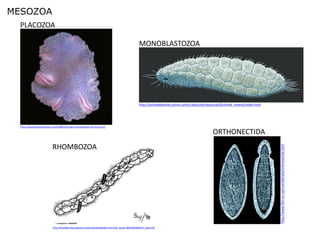 MESOZOA
  PLACOZOA

                                                                                                     MONOBLASTOZOA




                                                                                                     http://animaldiversity.ummz.umich.edu/site/resources/Grzimek_inverts/index.html




  http://www.hoxfulmonsters.com/2008/10/origin-and-evolution-of-micrornas/

                                                                                                                                                    ORTHONECTIDA
                            RHOMBOZOA




                                                                                                                                                                                       http://www.filin.vn.ua/invertebrata/orthonectida.html
                             http://biodidac.bio.uottawa.ca/thumbnails/filedet.htm?File_name=MESO002B&File_type=GIF
 