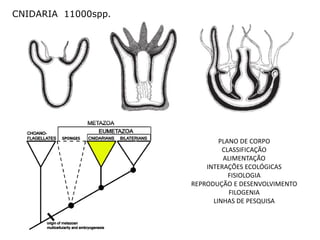 CNIDARIA 11000spp.




                             PLANO DE CORPO
                              CLASSIFICAÇÃO
                              ALIMENTAÇÃO
                         INTERAÇÕES ECOLÓGICAS
                                FISIOLOGIA
                     REPRODUÇÃO E DESENVOLVIMENTO
                                FILOGENIA
                           LINHAS DE PESQUISA
 
