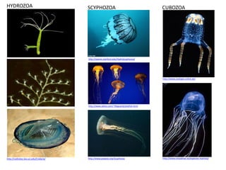 HYDROZOA                                 SCYPHOZOA                                        CUBOZOA




                                         http://seanet.stanford.edu/HydroScyphozoa/




                                                                                          http://www.zoologie-online.de/




                                         http://www.aloha.com/~lifeguards/jelyfish.html




http://nathistoc.bio.uci.edu/Cnidaria/   http://www.palaeos.org/Scyphozoa                 http://www.vistaalmar.es/especies-marinas/
 