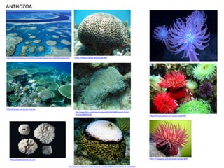 ANTHOZOA




http://alfin2100.blogspot.com/2010/11/worlds-oceans-coral-reefs-feel-better.html     http://future.blog.terra.com.br/




http://www.coralcoe.org.au
                                                                                      http://www.flickr.com/photos/nashworld/4525655889/sizes/m/in/set-
                                                                                      72157623869947554/
                                                                                                                                                                http://www.oceanario.pt/cms/1074




    http://open.jorum.ac.uk/                                                                                                                                    http://www.ib.unicamp.br/node/309

                                                                              http://impactoambientemarinho.blogspot.com/2010/08/branqueamento-de-corais.html
 