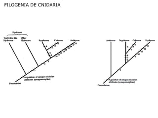 FILOGENIA DE CNIDARIA
 