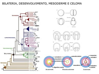 BILATERIA, DESENVOLVIMENTO, MESODERME E CELOMA
 