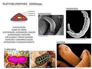 PLATYHELMINTHES 20000spp.
                                                                                                  TREMATODA

                                                 MONOGENEA


          http://www.portalsaofrancisco.com.br




          CLASSIFICAÇÃO
         PLANO DE CORPO
SUSTENTAÇÃO, LOCOMOÇÃO, FIXAÇÃO
     ALIMENTAÇÃO E DIGESTÃO                      http://www.uen.org/
  CIRCULAÇÃO E TROCAS GASOSAS
                                                                                                   http://scienceblogs.com.br/rainha/2008/10/eu-quero-divorcio/
  EXCREÇÃO E OSMORREGULAÇÃO
 REPRODUÇÃO E DESENVOLVIMENTO                                          CESTODA


 TURBELARIA




                                                                       http://biologiaparaestudantes.blogspot.com/2011/04/teniase-e-cisticercose.html
 