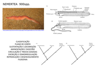 NEMERTEA 900spp.




http://tolweb.org/onlinecontributors/app?page=ViewImageData&service=external&sp=36826




                CLASSIFICAÇÃO
               PLANO DE CORPO
          SUSTENTAÇÃO E LOCOMOÇÃO
            AMINENTAÇÃO E DIGESTÃO
         CIRCULAÇÃO E TROCAS GASOSAS
         EXCREÇÃO E OSMORREGULAÇÃO
        REPRODUÇÃO E DESENVOLVIMENTO
                  FILOGENIA
 
