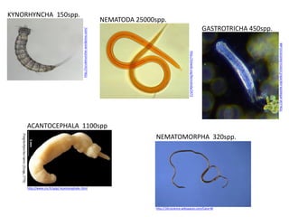 KYNORHYNCHA 150spp.
                                                                                  NEMATODA 25000spp.
                                                                                                                                                          GASTROTRICHA 450spp.




                                             http://scrubmuncher.wordpress.com/




                                                                                                                                                                                 http://pt.wikipedia.org/wiki/Ficheiro:Gastrotrich.jpg
                                                                                                                        http://tolweb.org/Nematoda/2472
     ACANTOCEPHALA 1100spp
                                                                                                 NEMATOMORPHA 320spp.




     http://www.cns.fr/spip/-Acantocephala-.html




                                                                                                 http://10rvscience.wikispaces.com/Cara+W
 
