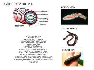 ANNELIDA 20000spp.
                                             POLYCHAETA




                                                      http://www.botany.hawaii.edu/basch/uhnpscesu/htms/kahoinvr/fish_pops/amphin/worm01.htm




                                             OLIGOCHAETA



                  PLANO DE CORPO
                METAMERIA, CELOMA
            SUSTENTAÇÃO E LOCOMOÇÃO
                    ALIMENTAÇÃO
                 SISTEMA DIGESTIVO           http://experimentando-a-vida.blogspot.com/2010/05/animais-da-nossa-terra-minhoca.html




           CIRCULAÇÃO E TROCAS GASOSAS       HIRUDINEA
           EXCREÇÃO E OSMORREGULAÇÃO
            SISTEMA NERVOSO E SENTIDOS
       REGENERAÇÃO E REPRODUÇÃO ASSEXUADA
      REPRODUÇÃO SEXUADA E DESENVOLVIMENTO
                      FILOGENIA

                                             http://www.flickr.com/photos/oakleyoriginals/3622999458/sizes/m/in/photostream/
 