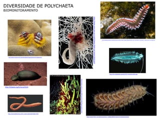 DIVERSIDADE DE POLYCHAETA
BIOMONITORAMENTO




                                                                                                                                                  http://www.aims.gov.au/creefs/latest-field-trip-lizard-2010.html
                                                                                                                                                                                                                     http://weblog.greenpeace.org/defendingourmediterranean/images/180polychaete_worm_hermodice_carunculata__whole_worm_for_hibsy.htm
                                                                                                                                                                                                                     l




    http://www.messersmith.name/wordpress/tag/spirobranchus-giganteus/




                                                                                                                                                                                                                                       http://en.wikipedia.org/wiki/File:Tomopteriskils.jpg




                                                                         http://www.science.uva.nl/library/Animalia/Pogonophora.html



http://tolweb.org/Echiura/2524




   http://animaldiversity.ummz.umich.edu/site/index.html

                                                                                                                                       http://www.flickr.com/photos/artour_a/286228059/sizes/m/in/photostream/
 