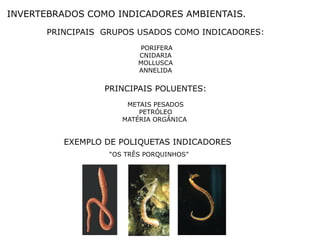 INVERTEBRADOS COMO INDICADORES AMBIENTAIS.
      PRINCIPAIS GRUPOS USADOS COMO INDICADORES:
                         PORIFERA
                         CNIDARIA
                         MOLLUSCA
                         ANNELIDA


                 PRINCIPAIS POLUENTES:
                      METAIS PESADOS
                         PETRÓLEO
                     MATÉRIA ORGÂNICA


         EXEMPLO DE POLIQUETAS INDICADORES
                  “OS TRÊS PORQUINHOS”
 