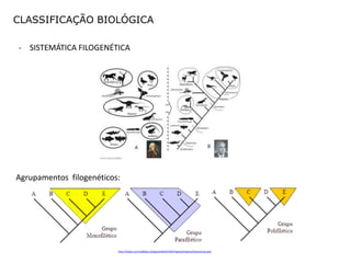 CLASSIFICAÇÃO BIOLÓGICA

- SISTEMÁTICA FILOGENÉTICA




Agrupamentos filogenéticos:




                          http://www.coccinellidae.cl/paginasWebChile/PaginasOriginal/taxonomia.php
 