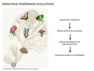 PRINCIPAIS FENÔMENOS EVOLUTIVOS




                                                                                    ORIGEM DOS EUCARIOTOS




                                                                                 ORIGEM DA MULTICELULARIDADE




                                                                                   ORIGEM DOS ANIMAIS E DA
                                                                                      SIMETRIA BILATERAL




                                                                               ORIGEM DO CELOMA E DA METAMERIA




http://scienceblogs.com/evolgen/2006/04/phylogeny_friday_21_april_2006_1.php
 