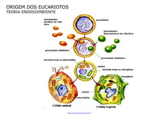 ORIGEM DOS EUCARIOTOS
TEORIA ENDOSSIMBIONTE




                        http://curlygirl.no.sapo.pt/eucariotica.htm
 