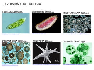 DIVERSIDADE DE PROTISTA

EUGLENIDA 1000spp.                       CILIOPHORA 12000spp                                              DINOFLAGELLATA 4000spp.




http://triemerlab.plantbiology.msu.edu   http://www.sciencephoto.com/                                    http://planetagaia.files.wordpress.com/2008/04/noctiluca.jpg




STRAMENOPILA 9000spp.                    RHIZOPODA 200spp.                                               CHOROPHYTA 8000spp.




                                         http://www.doctortee.com/dsu/tiftickjian/bio101/protists.html   http://www.grochbiology.org/SurveyLabHelms22-24.htm
http://danibiociencias.blogspot.com/
 
