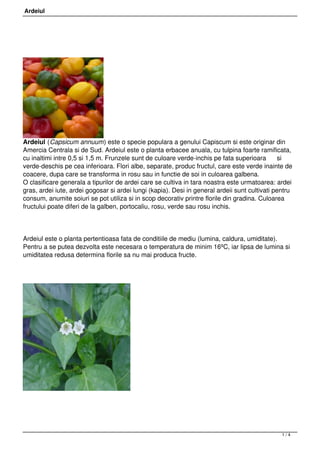 Ardeiul




Ardeiul (Capsicum annuum) este o specie populara a genului Capiscum si este originar din
Amercia Centrala si de Sud. Ardeiul este o planta erbacee anuala, cu tulpina foarte ramificata,
cu inaltimi intre 0,5 si 1,5 m. Frunzele sunt de culoare verde-inchis pe fata superioara        si
verde-deschis pe cea inferioara. Flori albe, separate, produc fructul, care este verde inainte de
coacere, dupa care se transforma in rosu sau in functie de soi in culoarea galbena.
O clasificare generala a tipurilor de ardei care se cultiva in tara noastra este urmatoarea: ardei
gras, ardei iute, ardei gogosar si ardei lungi (kapia). Desi in general ardeii sunt cultivati pentru
consum, anumite soiuri se pot utiliza si in scop decorativ printre florile din gradina. Culoarea
fructului poate diferi de la galben, portocaliu, rosu, verde sau rosu inchis.




Ardeiul este o planta pertentioasa fata de conditiile de mediu (lumina, caldura, umiditate).
Pentru a se putea dezvolta este necesara o temperatura de minim 16ºC, iar lipsa de lumina si
umiditatea redusa determina florile sa nu mai produca fructe.




 




                                                                                                1/4
 