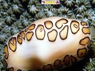 LENGUA DE FLAMENCO 