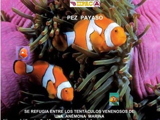 SE REFUGIA ENTRE LOS TENTÁCULOS VENENOSOS DE UNA  ANÉMONA  MARINA PEZ  PAYASO 