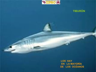 LOS  HAY  EN  LA MAYORÍA  DE  LOS  OCÉANOS TIBURÓN 