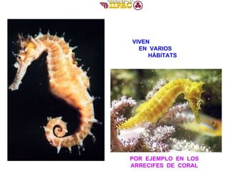 VIVEN  EN  VARIOS  HÁBITATS POR  EJEMPLO  EN  LOS  ARRECIFES  DE  CORAL   
