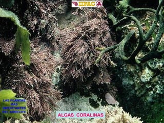 ALGAS  CORALINAS LAS PLANTAS MÁS IMPORTANTES DEL ARRECIFE 