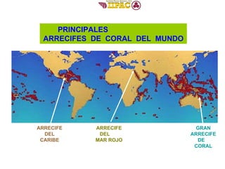 GRAN ARRECIFE DE  CORAL ARRECIFE DEL CARIBE ARRECIFE DEL  MAR ROJO PRINCIPALES  ARRECIFES  DE  CORAL  DEL  MUNDO 