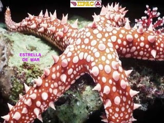 ESTRELLA  DE  MAR 