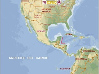 ARRECIFE  DEL  CARIBE 