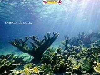 ENTRADA  DE  LA  LUZ 