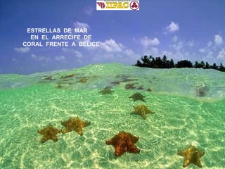 ESTRELLAS  DE  MAR  EN  EL  ARRECIFE  DE CORAL  FRENTE  A  BELICE 