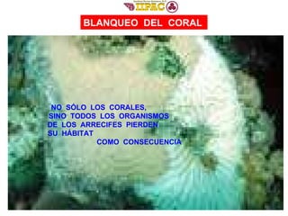 BLANQUEO  DEL  CORAL NO  SÓLO  LOS  CORALES,  SINO  TODOS  LOS  ORGANISMOS  DE  LOS  ARRECIFES  PIERDEN  SU  HÁBITAT  COMO  CONSECUENCIA   