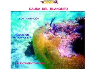 CALENTAMIENTO GLOBAL CAUSA  DEL  BLANQUEO CONTAMINACIÓN RADIACIÓN ULTRAVIOLETA 