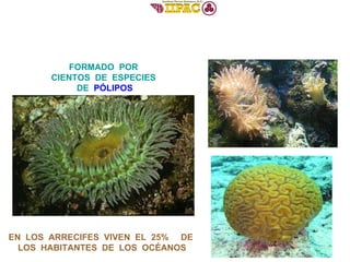 FORMADO  POR  CIENTOS  DE  ESPECIES  DE  PÓLIPOS EN  LOS  ARRECIFES  VIVEN  EL  25%  DE  LOS  HABITANTES  DE  LOS  OCÉANOS 