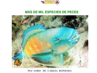 PEZ  LORO  DE  CABEZA  BLINDADA MÁS DE MIL ESPECIES DE PECES 