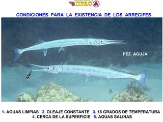 CONDICIONES  PARA  LA  EXISTENCIA  DE  LOS  ARRECIFES 1 . AGUAS LIMPIAS  2 . OLEAJE CONSTANTE  3 . 16 GRADOS DE TEMPERATURA  4 . CERCA DE LA SUPERFICIE  5 . AGUAS SALINAS PEZ  AGUJA 