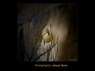 Photographer: Janusz Taras
 