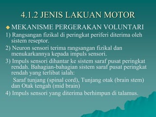 4.1.2 JENIS LAKUAN MOTOR
 MEKANISME PERGERAKAN VOLUNTARI
1) Rangsangan fizikal di peringkat periferi diterima oleh
sistem reseptor.
2) Neuron sensori terima rangsangan fizikal dan
menukarkannya kepada impuls sensori.
3) Impuls sensori dihantar ke sistem saraf pusat peringkat
rendah. Bahagian-bahagian sistem saraf pusat peringkat
rendah yang terlibat ialah:
Saraf tunjang (spinal cord), Tunjang otak (brain stem)
dan Otak tengah (mid brain)
4) Impuls sensori yang diterima berhimpun di talamus.
 