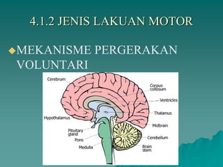 4.1.2 JENIS LAKUAN MOTOR
MEKANISME PERGERAKAN
VOLUNTARI
 