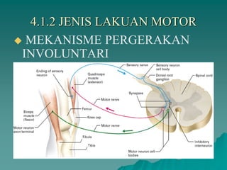 4.1.2 JENIS LAKUAN MOTOR
 MEKANISME PERGERAKAN
INVOLUNTARI
 