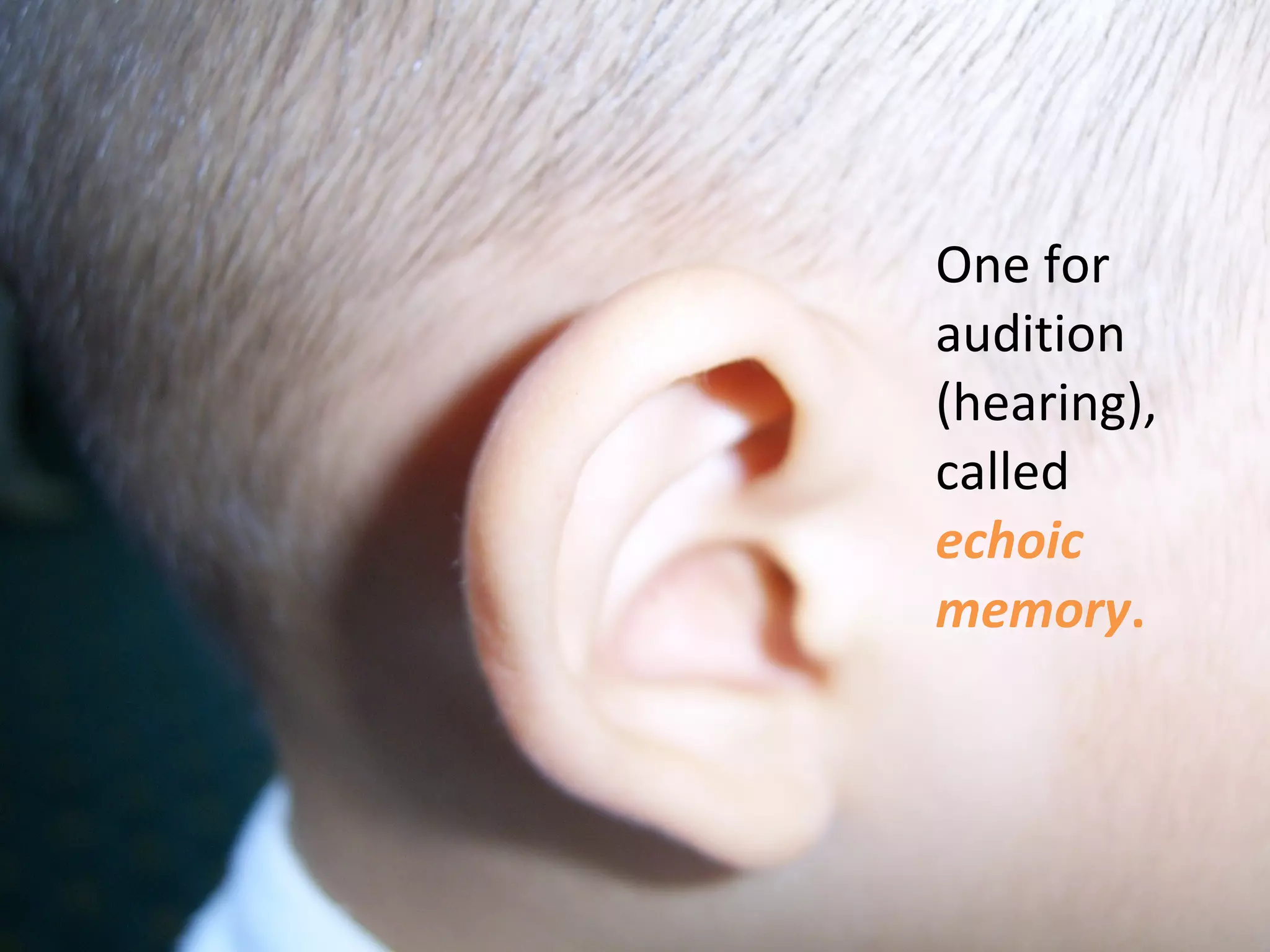 One for audition (hearing), called  echoic memory . 